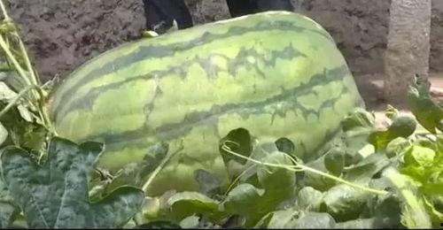 大黄吃瓜,探寻传统美食的奇妙融合