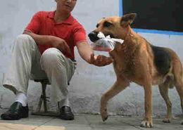 拉人买东西的网红狗狗,带你领略萌宠经济新风尚