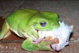 东北吃瓜青蛙,揭秘东北方言中的趣味与智慧