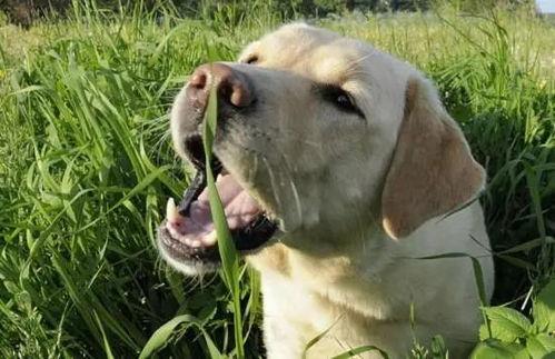 狗狗吃吊瓜的好处,健康益处多多的美味选择